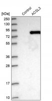 Anti-ACSL3 antibody produced in rabbit HPA011315-100UL