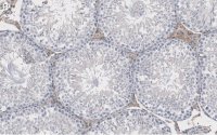Anti-Actin Antibody, clone C4 ZooMAb Mouse Monoclonal 