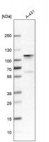 Anti-ADAM15 antibody produced in rabbit 