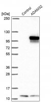 Anti-ADAM32 antibody produced in rabbit 