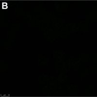 Anti-Adenovirus Hexon Antibody, clone 7/48.7c ZooMAb Mouse Monoclonal 