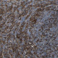 Anti-ADGRE5 antibody produced in rabbit 