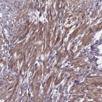 Anti-ADO antibody produced in rabbit 