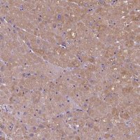 Anti-ADRB1 antibody produced in rabbit 