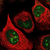 Anti-AEN antibody produced in rabbit HPA048599-100UL