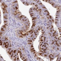Anti-AGR3 antibody produced in rabbit 