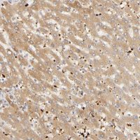 Anti-AGT antibody produced in rabbit 