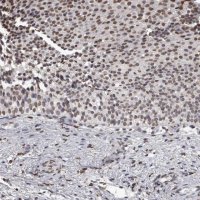 Anti-AHR antibody produced in rabbit 