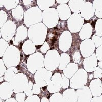 Anti-AHSP antibody produced in rabbit 