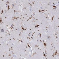 Anti-AIF1 antibody produced in rabbit 