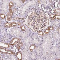 Anti-AIF1L antibody produced in rabbit 