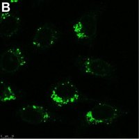 Anti-AIFM2 Antibody, clone 1I15 ZooMAb Rabbit Monoclonal 