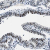 Anti-AJUBA antibody produced in rabbit 
