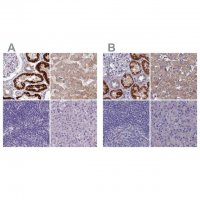 Anti-AK4 antibody produced in rabbit 