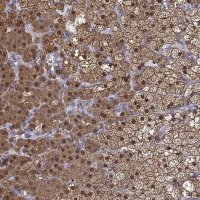 Anti-AKR1B1 antibody produced in rabbit 
