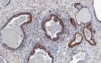 Anti-AKT1 Antibody, clone 4K6 ZooMAb Rabbit Monoclonal 