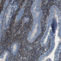 Anti-ALDH1A2 antibody produced in rabbit 