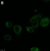 Anti-ALK-7 Antibody, clone 1N5 ZooMAb Rabbit Monoclonal 