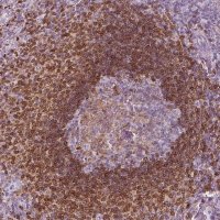 Anti-ALOX5 antibody produced in rabbit 