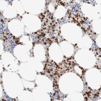 Anti-ALOX5AP antibody produced in rabbit 