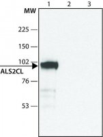 Anti-ALS2CL antibody produced in rabbit 