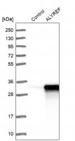 Anti-ALYREF antibody produced in rabbit 