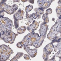 Anti-AMBP antibody produced in rabbit 