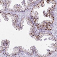Anti-AMIGO2 antibody produced in rabbit 