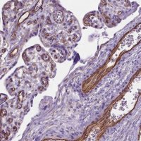 Anti-AMOT antibody produced in rabbit 
