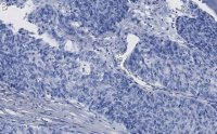 Anti-ANKZF1 Antibody, clone 1D4 ZooMAb Rabbit Monoclonal 