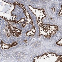 Anti-ANO1 antibody produced in rabbit 
