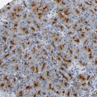 Anti-ANPEP antibody produced in rabbit HPA004625-100UL