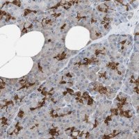 Anti-ANXA4 antibody produced in rabbit 
