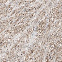 Anti-ANXA6 antibody produced in rabbit 