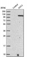 Anti-AOC3 antibody produced in rabbit HPA000980-100UL