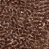 Anti-AOX1 antibody produced in rabbit 