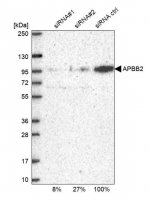 Anti-APBB2 antibody produced in rabbit 