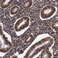 Anti-APEX1 antibody produced in rabbit 