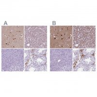 Anti-APOE antibody produced in rabbit HPA065539-100UL