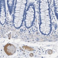 Anti-APOL1 antibody produced in rabbit 