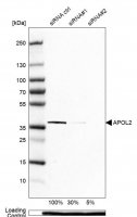 Anti-APOL2 antibody produced in rabbit 