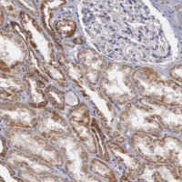 Anti-APOOL antibody produced in rabbit 
