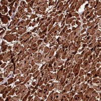 Anti-APPL2 antibody produced in rabbit 