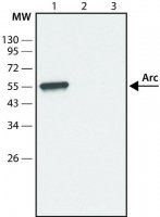 Anti-Arc (C-terminal) antibody produced in rabbit SAB4200460-200UL