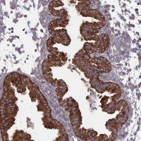 Anti-ARFIP1 antibody produced in rabbit 