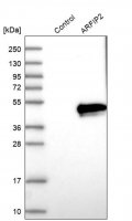 Anti-ARFIP2 antibody produced in rabbit HPA038156-100UL