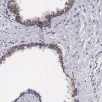 Anti-ARG2 antibody produced in rabbit 