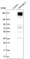Anti-ARHGEF11 antibody produced in rabbit 
