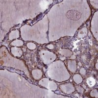 Anti-ARL15 antibody produced in rabbit 