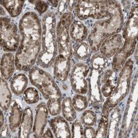 Anti-ARL6 antibody produced in rabbit 